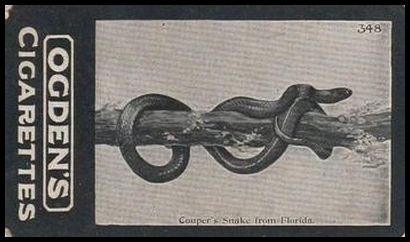 348 Couper's Snake from Florida